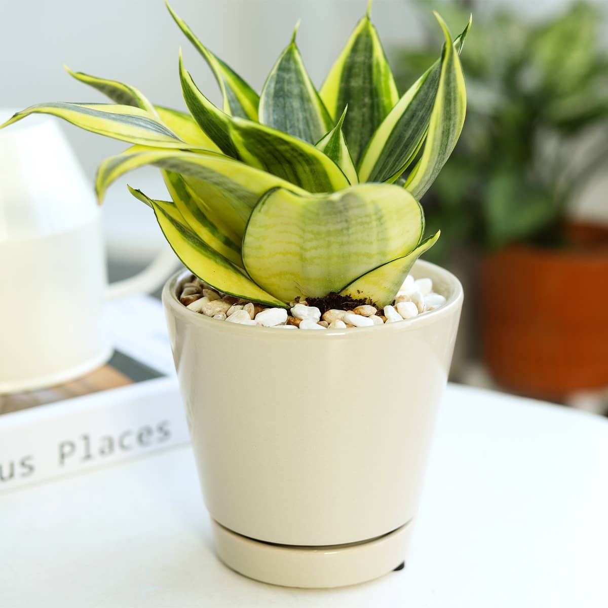 6 inch Oatmeal Pot with Drainage Hole - Pot for Houseplants-Knack
