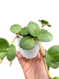 Peperomia 'Hope' - 4" Pot