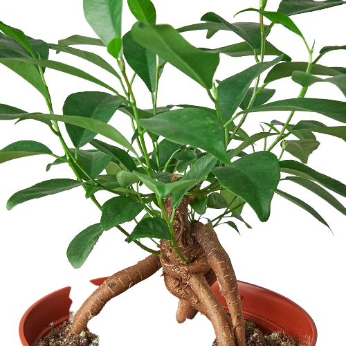Ficus 'Ginseng' - Live Plant
