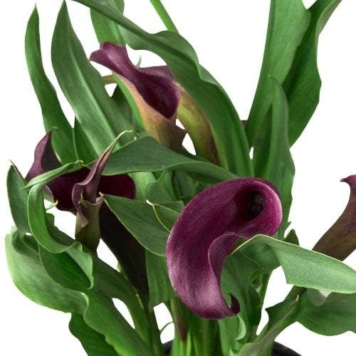 Purple Calla Lily - 6" Pot