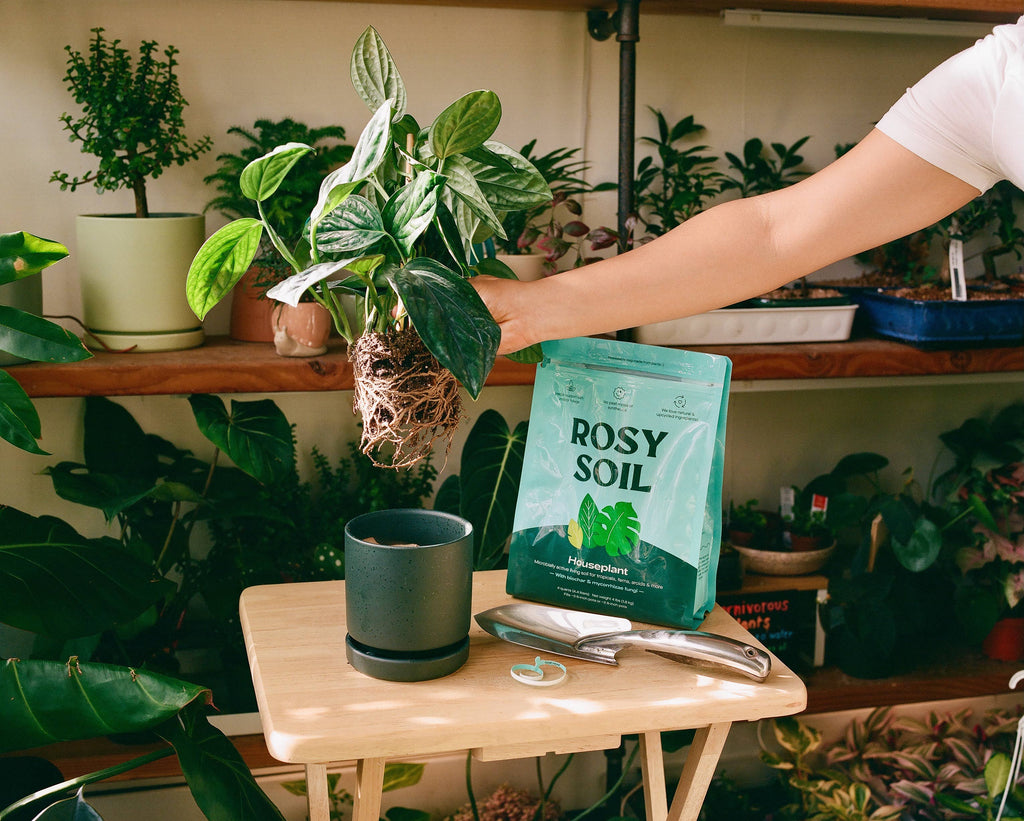 4qt Organic Houseplant Mix for Potted Plants