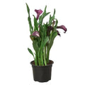 Purple Calla Lily - 6" Pot