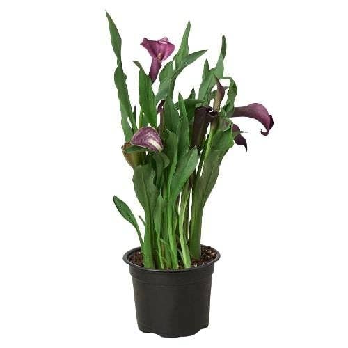 Purple Calla Lily - 6" Pot