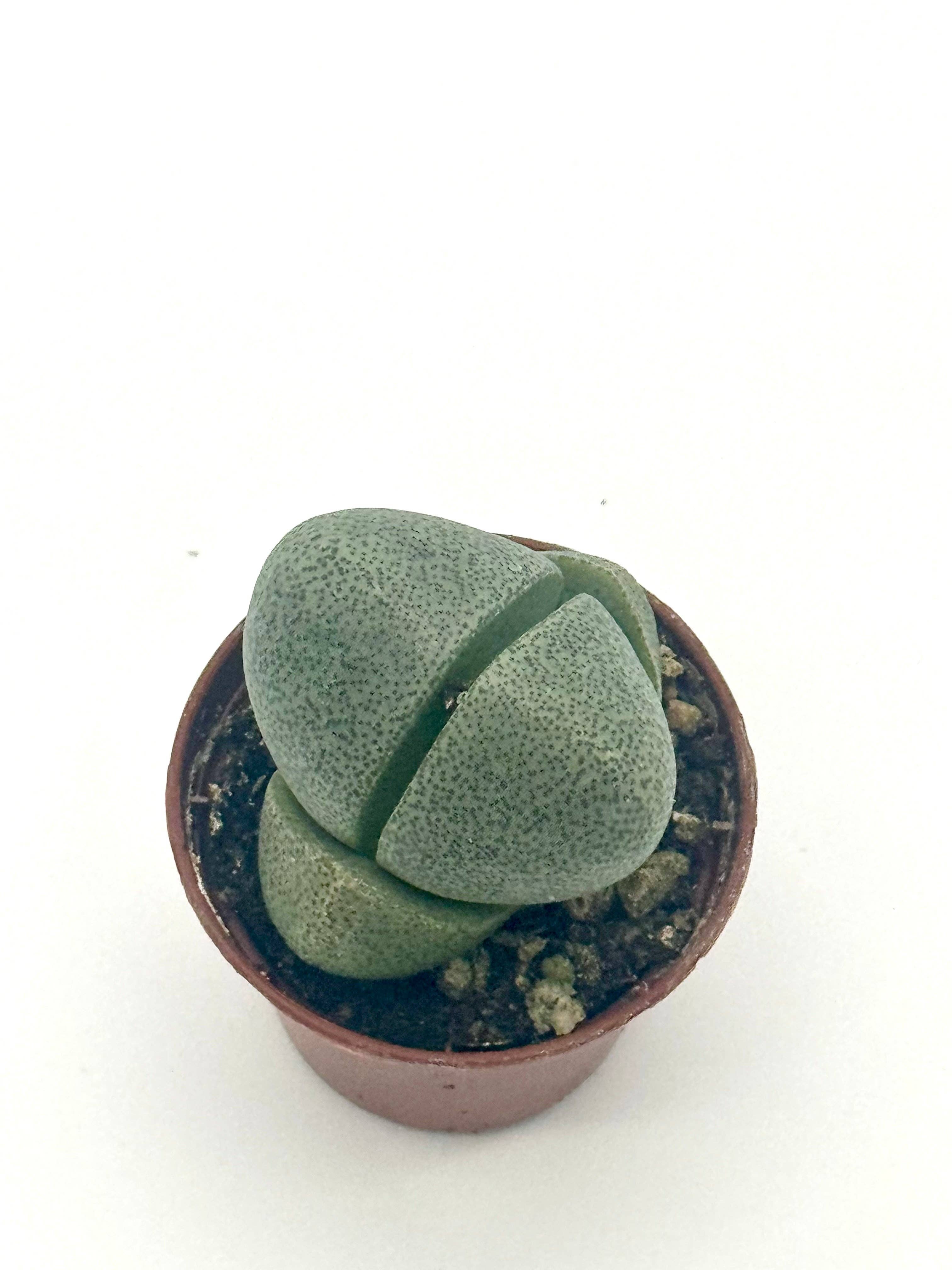 Succulent 'Split Rocks'