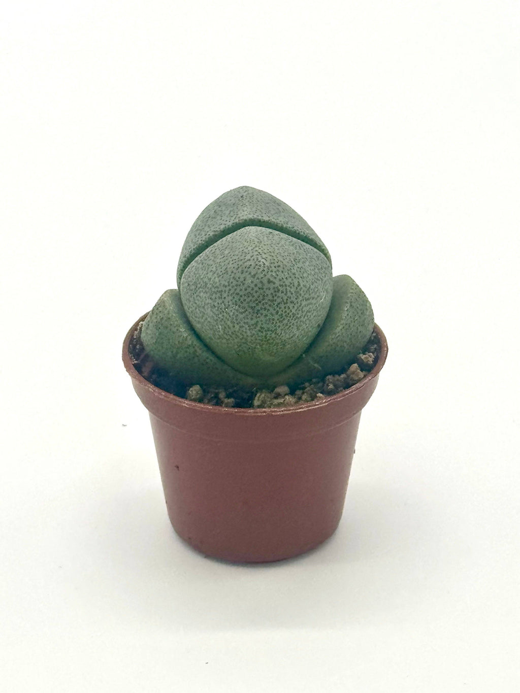 Succulent 'Split Rocks'
