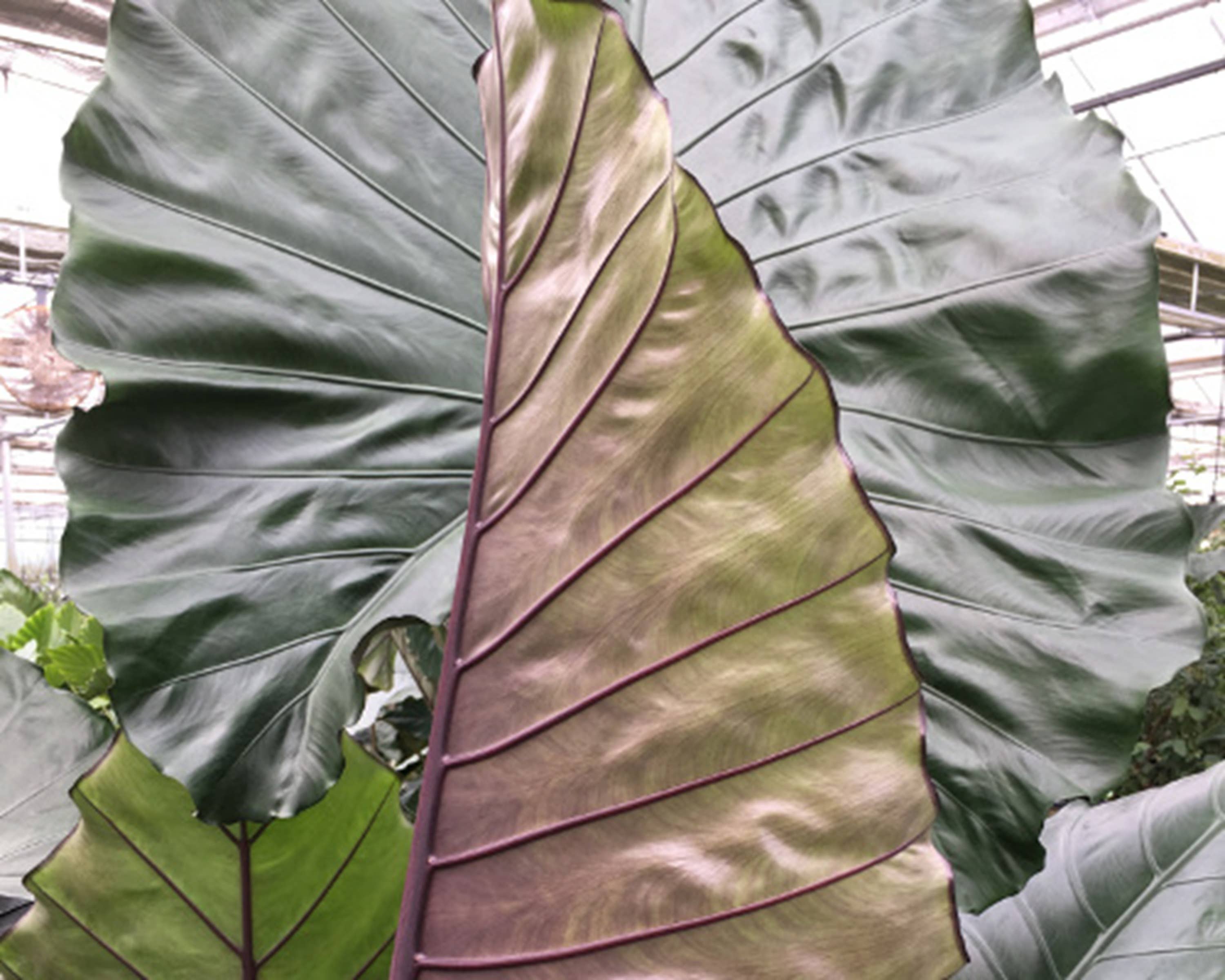 Alocasia Sumo