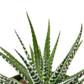 Zebra Succulent Live Plant