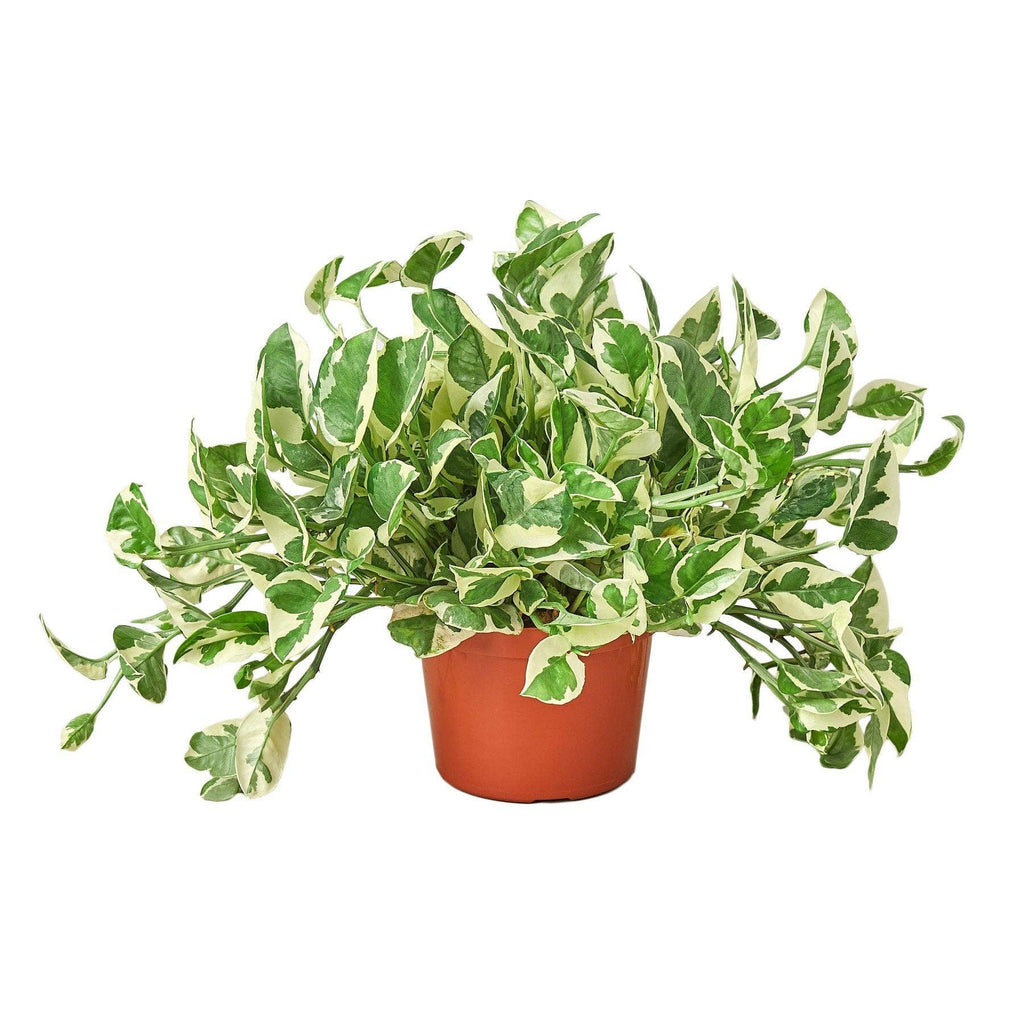 Pothos 'N'joy' Devil's Ivy Live Plant