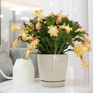 6 inch Oatmeal Pot with Drainage Hole - Pot for Houseplants-Knack
