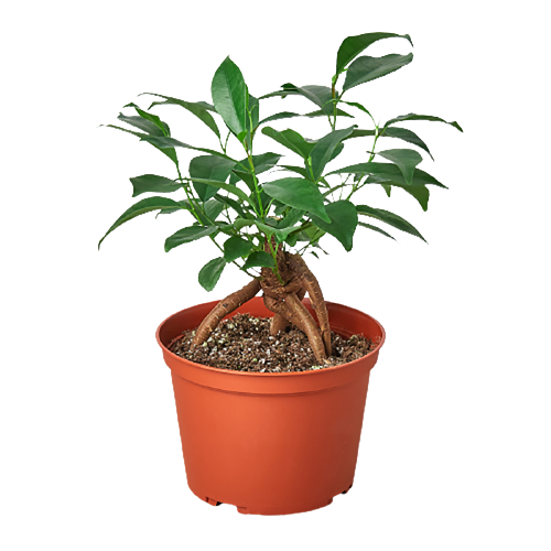 Ficus 'Ginseng' - Live Plant