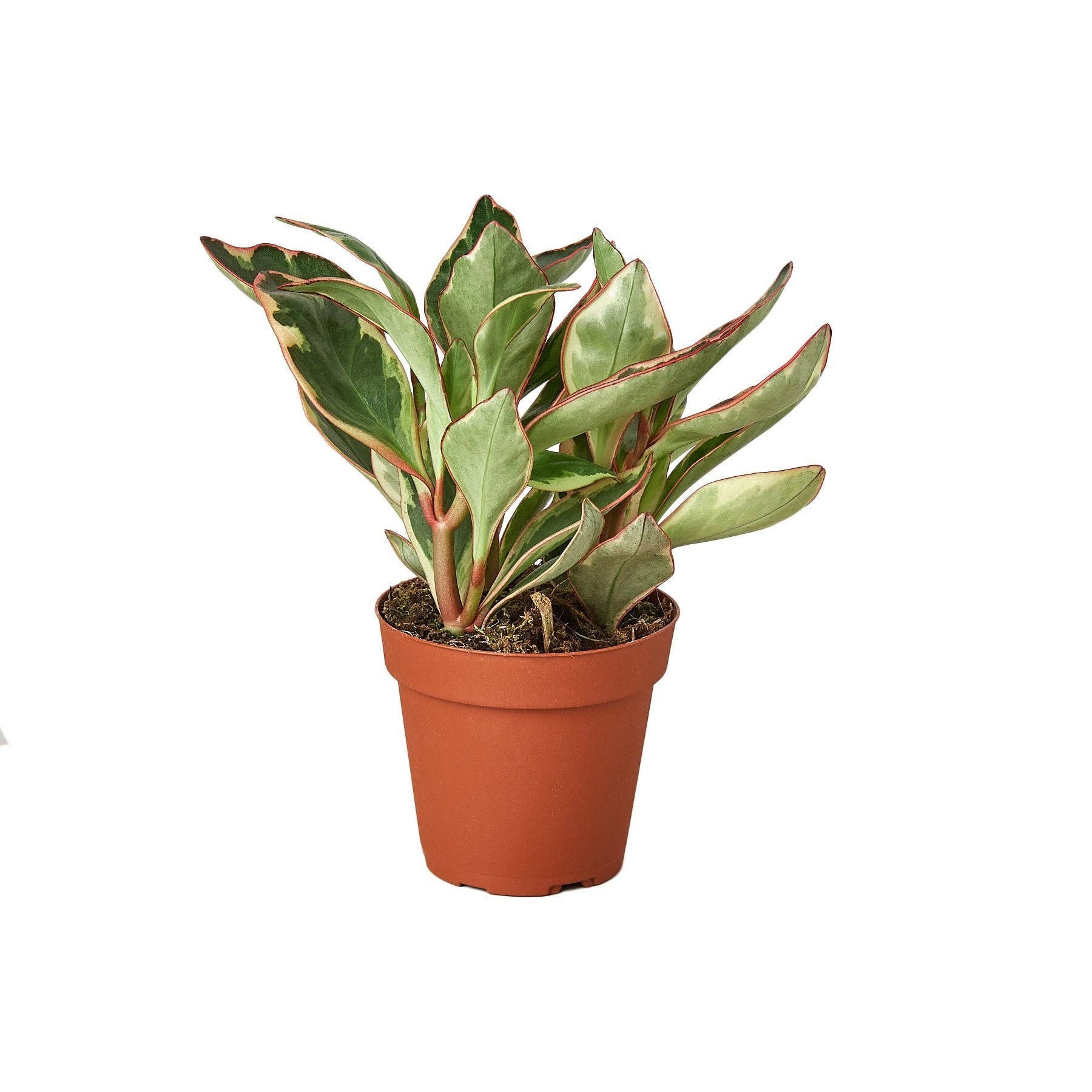 Peperomia 'Ginny' - Peperomia clusiifolia Live Plant