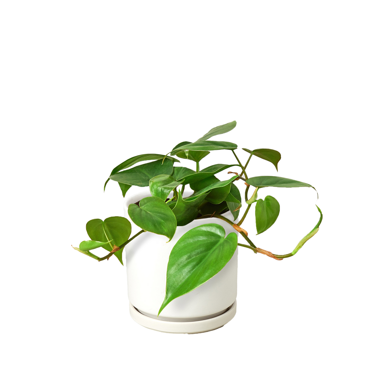 Philodendron Cordatum 'Heartleaf'
