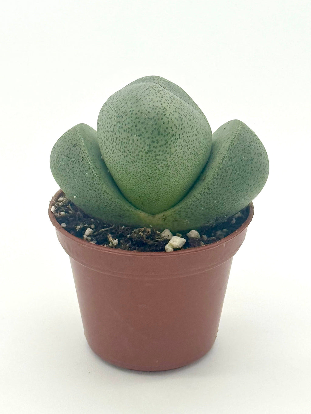 Succulent 'Split Rocks'