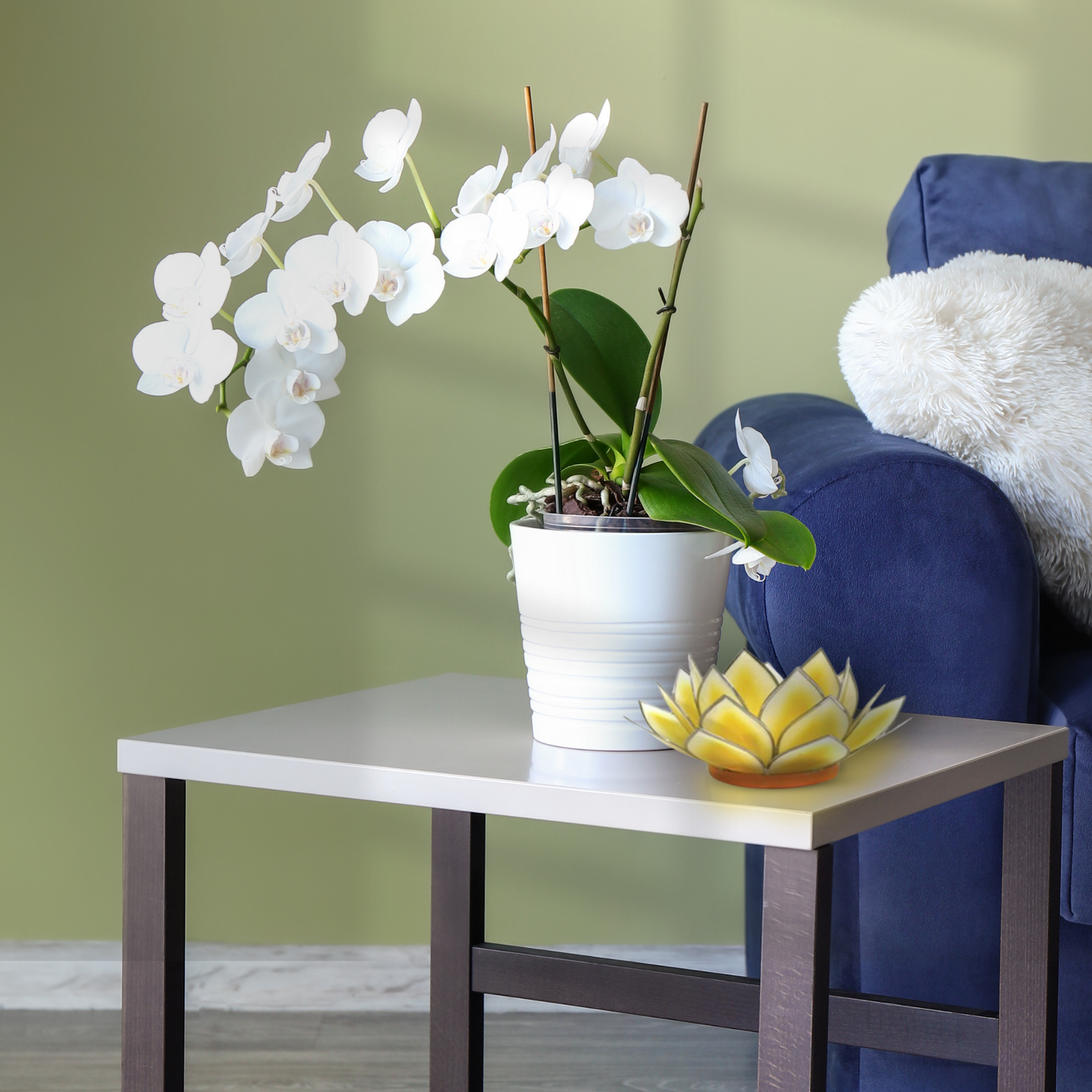 Dahlia Lotus Tlight Collection - 7 Colors