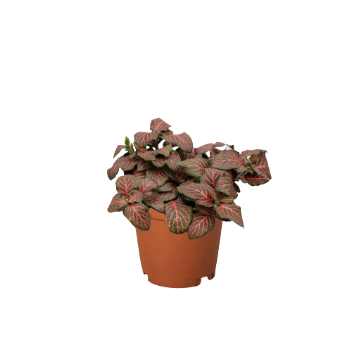 Fittonia 'Red' - 4" Pot