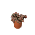 Fittonia 'Red' - 4" Pot