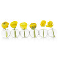 Caterpillar Clear Glass Bud Vase Long. Small And Large