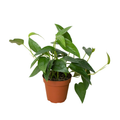 Pothos 'Cebu Blue' 4-inch pot