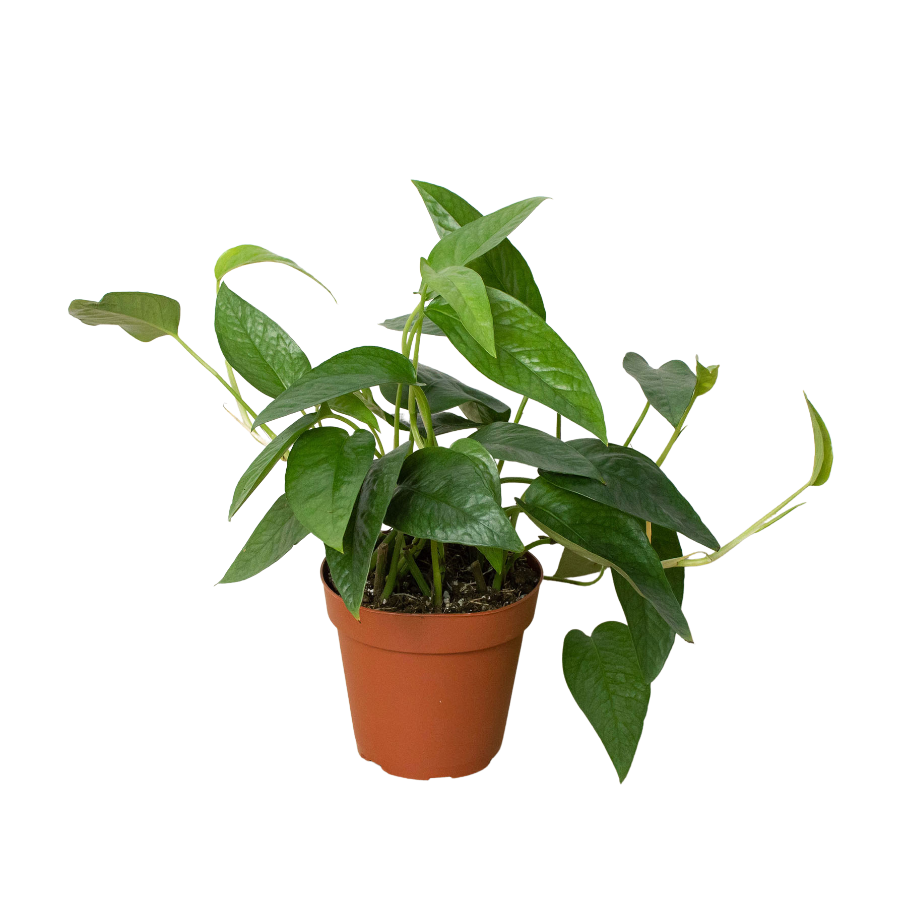Pothos 'Cebu Blue' 4-inch pot