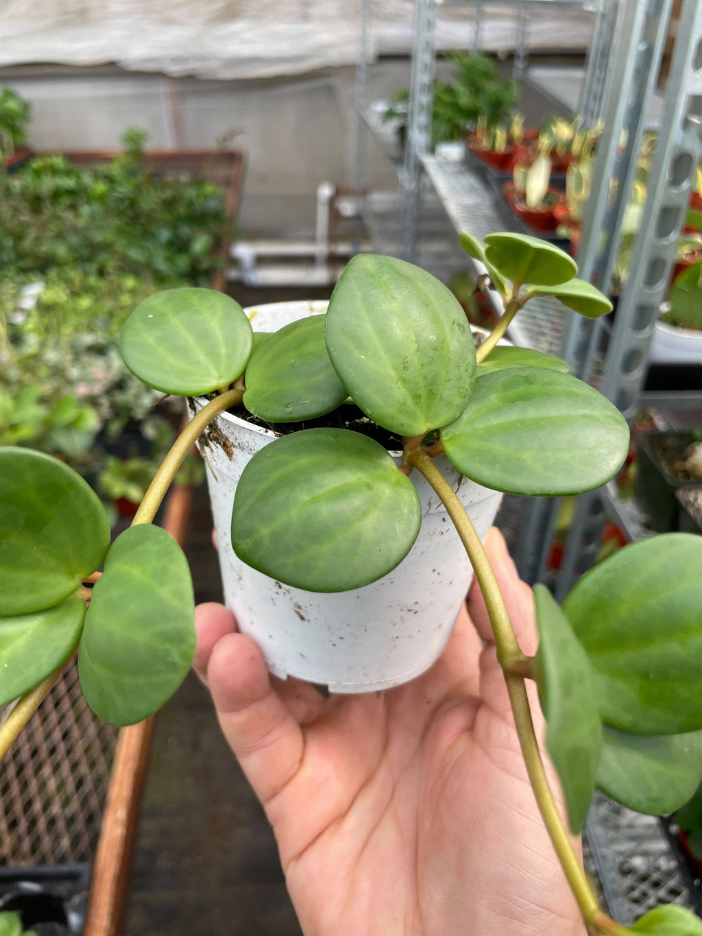 Peperomia 'Hope' - 4" Pot