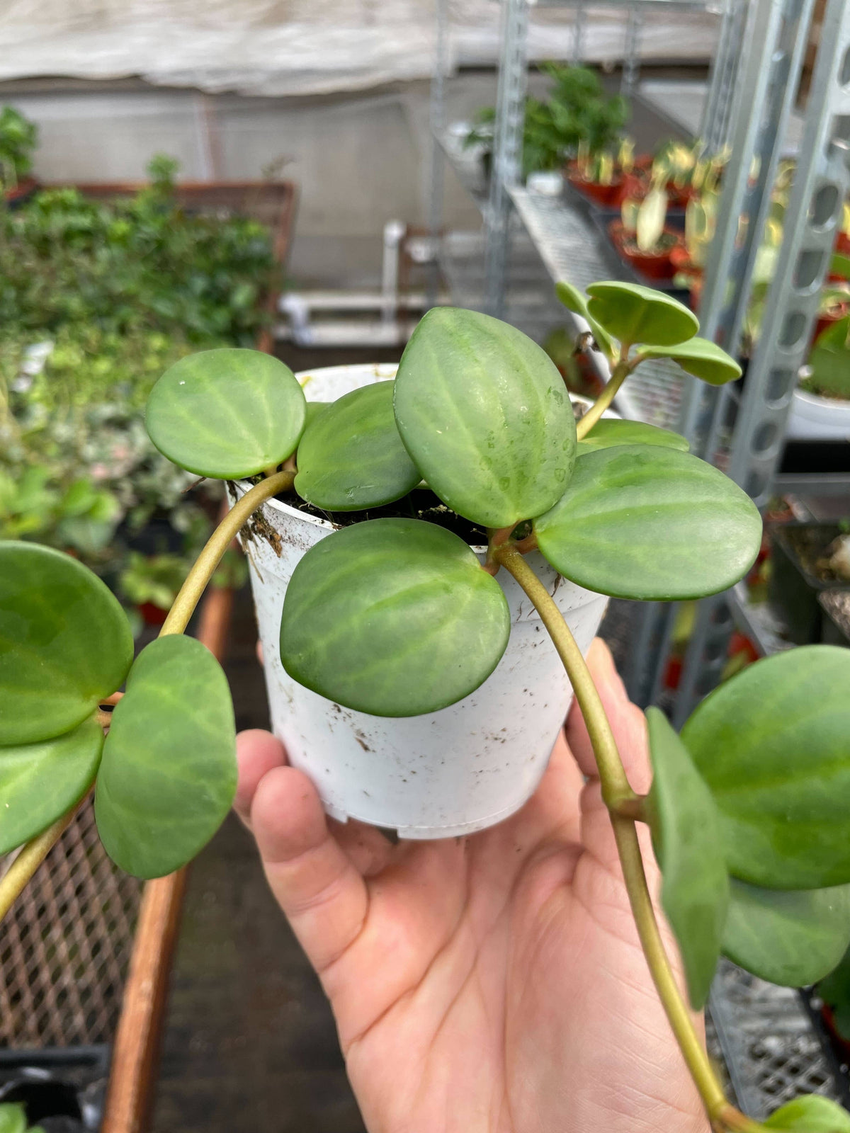 Peperomia 'Hope' - 4" Pot