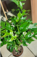 Philodendron Minima. 2-3 inch starter plant.