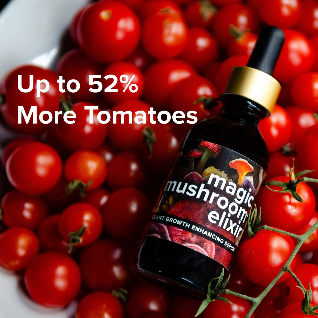 Magic Mushroom Elixir