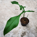 Philodendron Joepii. 2-3 inch starter plant.