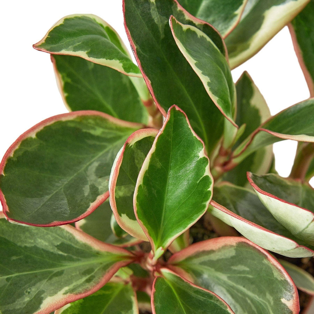 Peperomia 'Ginny' - Peperomia clusiifolia Live Plant