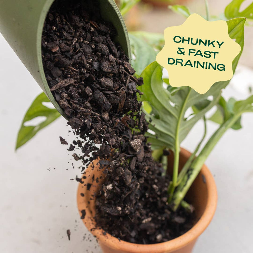 4qt Organic Aroid Mix for Indoor Plants