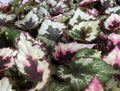 Begonia Rex (Kotobuki). Small.
