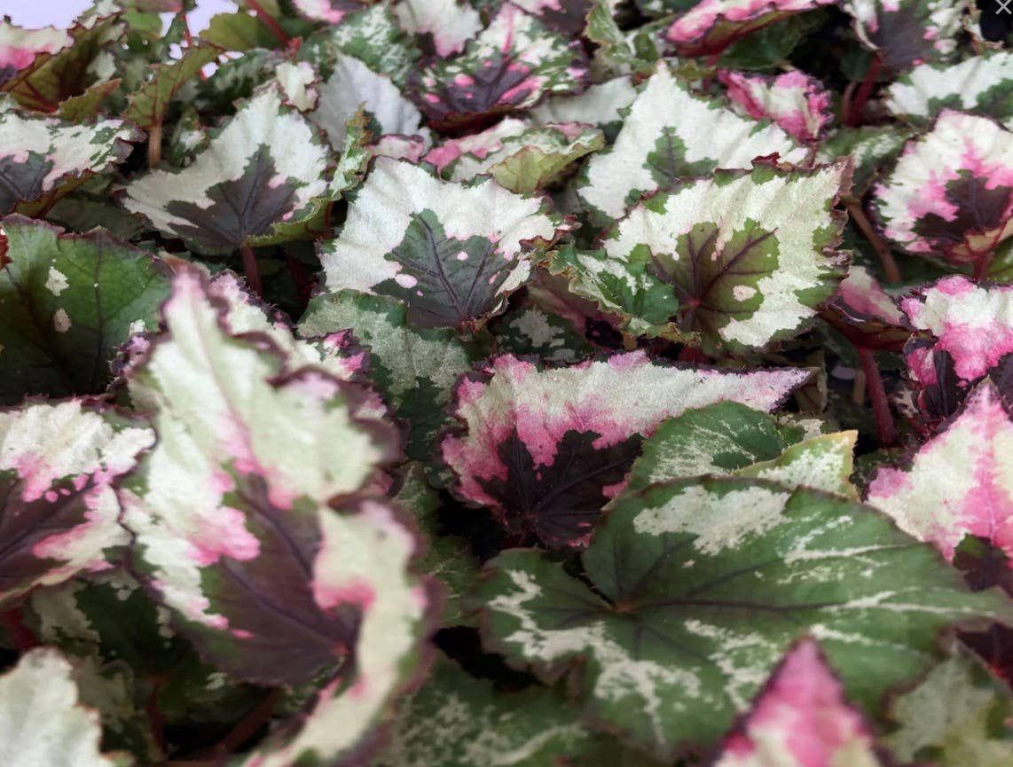 Begonia Rex (Kotobuki). Small.