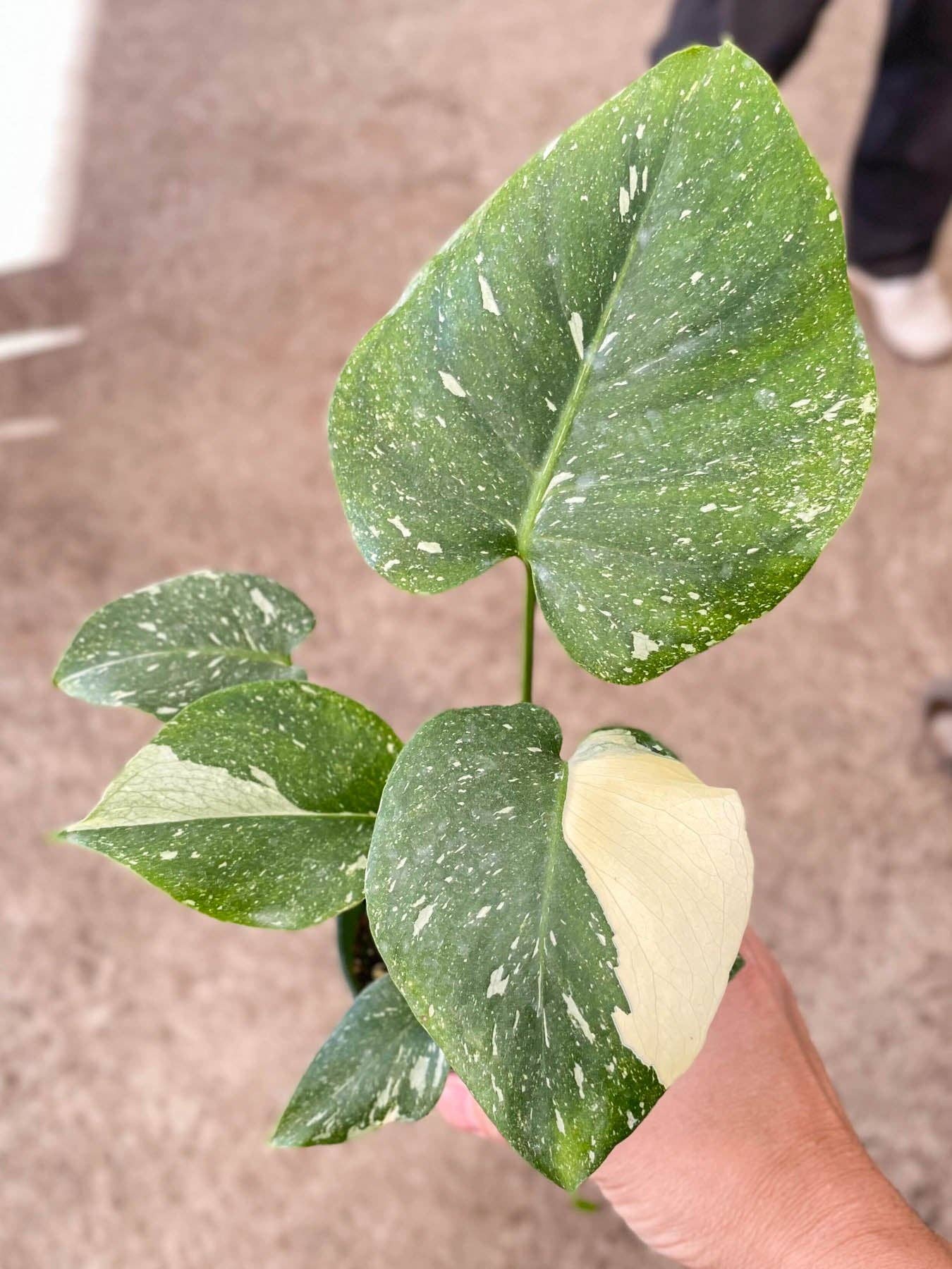 Monstera 'Thai Constellation' - 6” pot