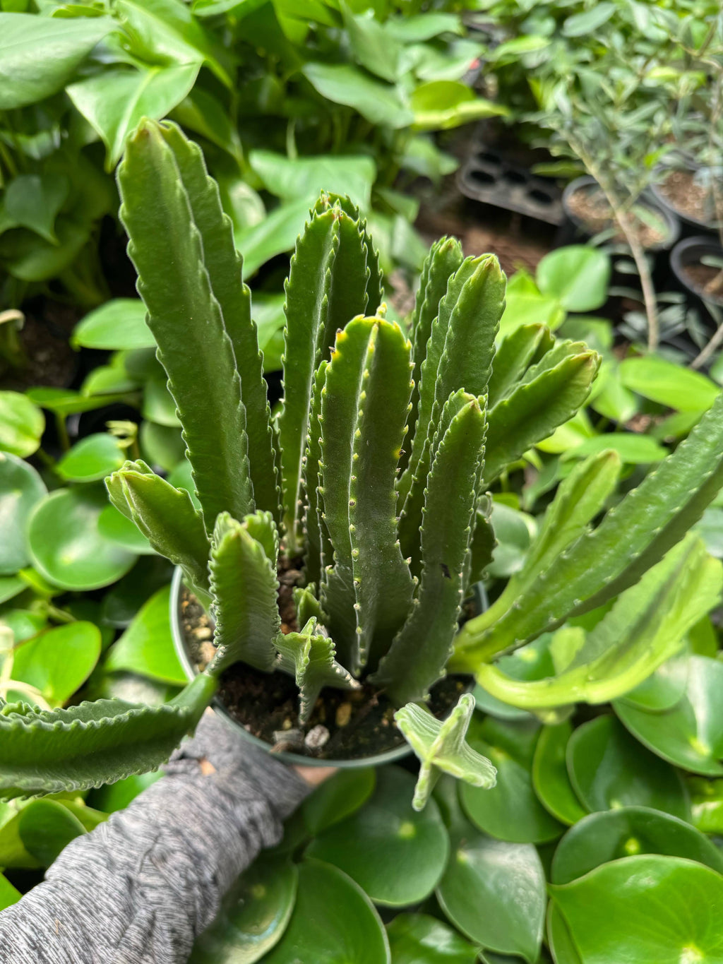 Succulent Cactus Stapelia