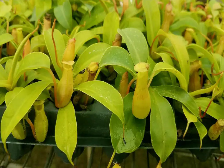 Nepenthes Alata. 2-3 inch starter plant.