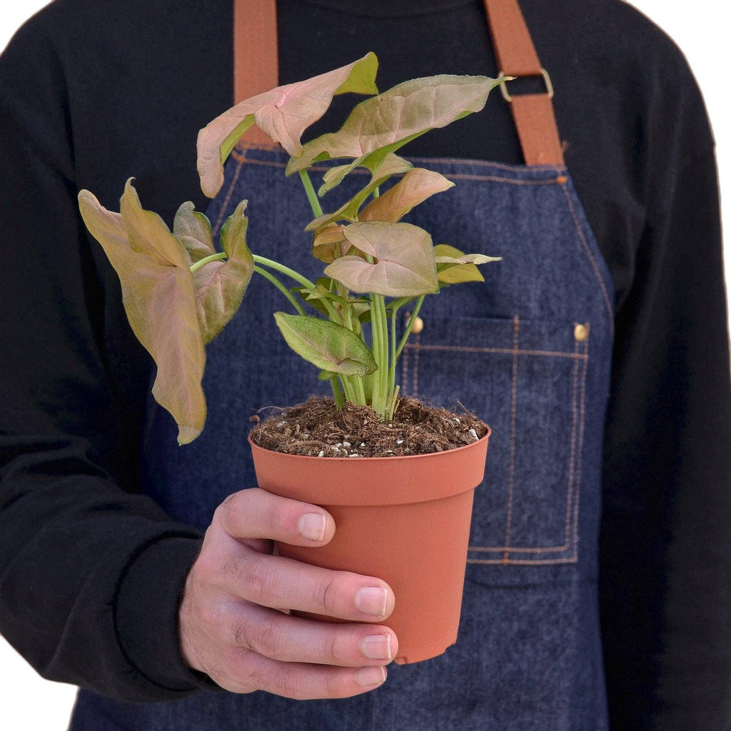 Syngonium Strawberry -  4" Pot
