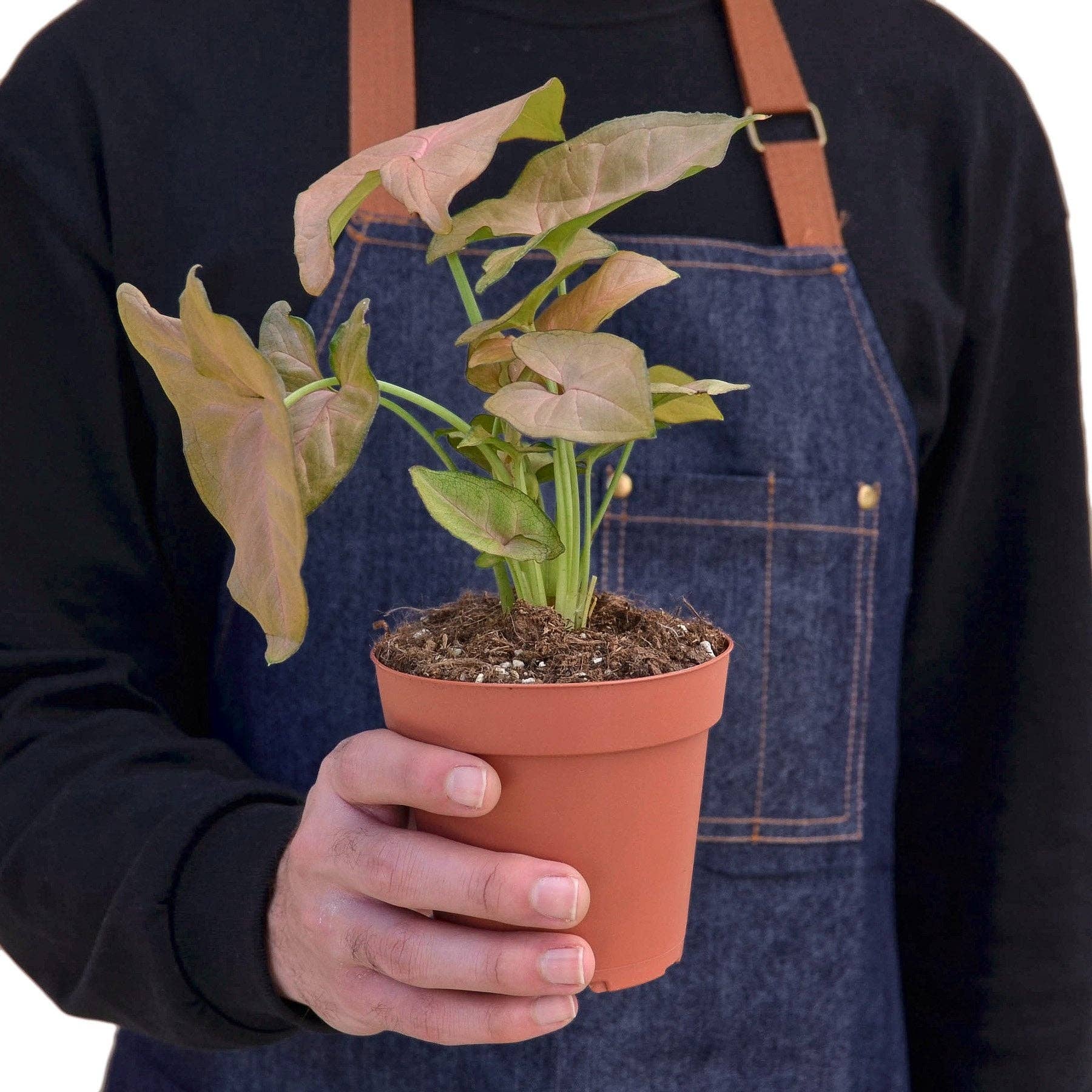 Syngonium Strawberry -  4" Pot