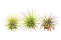 Ionantha Guatemala Air Plants / FREE Care Guide / Blooms