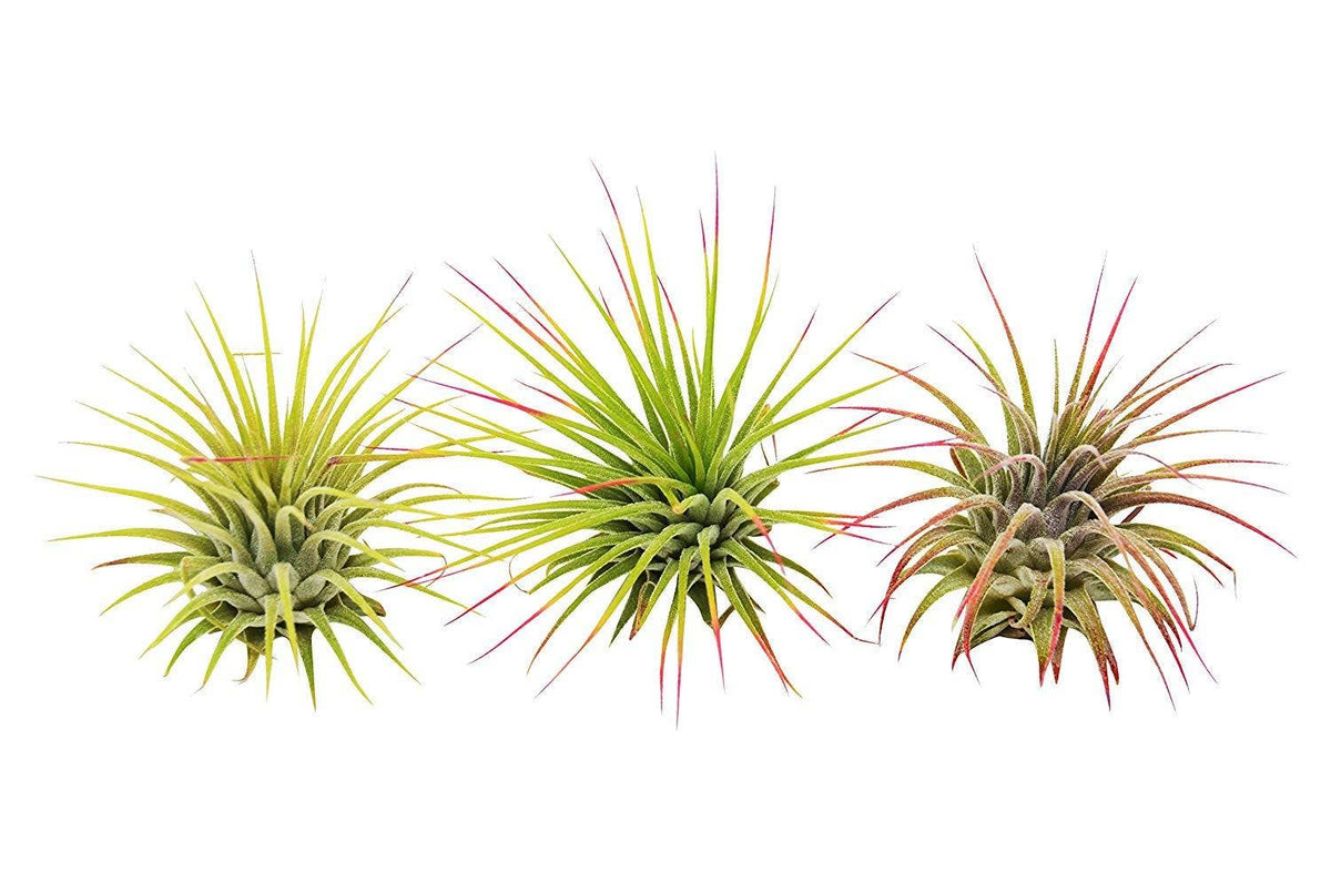 Ionantha Guatemala Air Plants / FREE Care Guide / Blooms