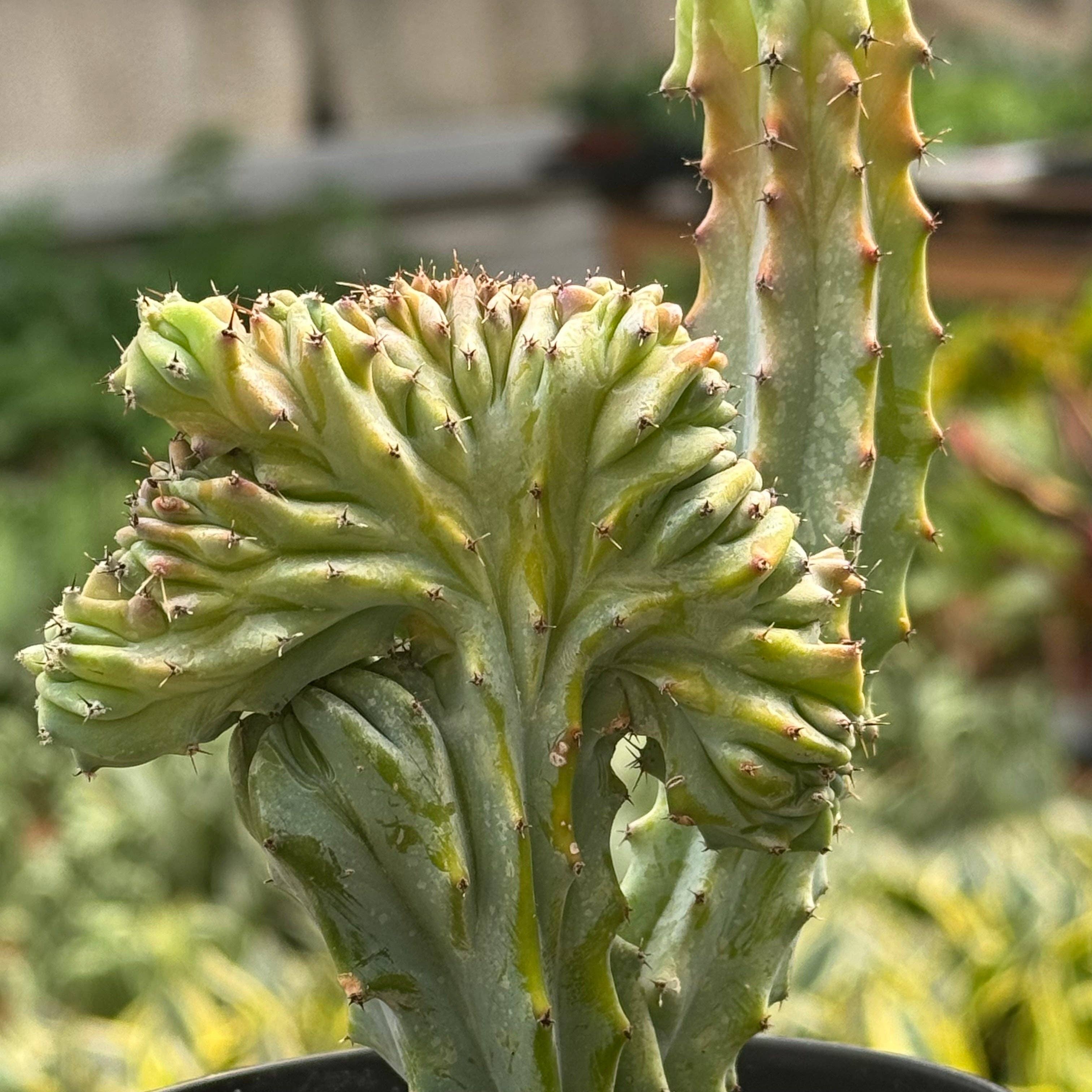 Succulent Euphorbia Lactea 'Mermaid Tail'