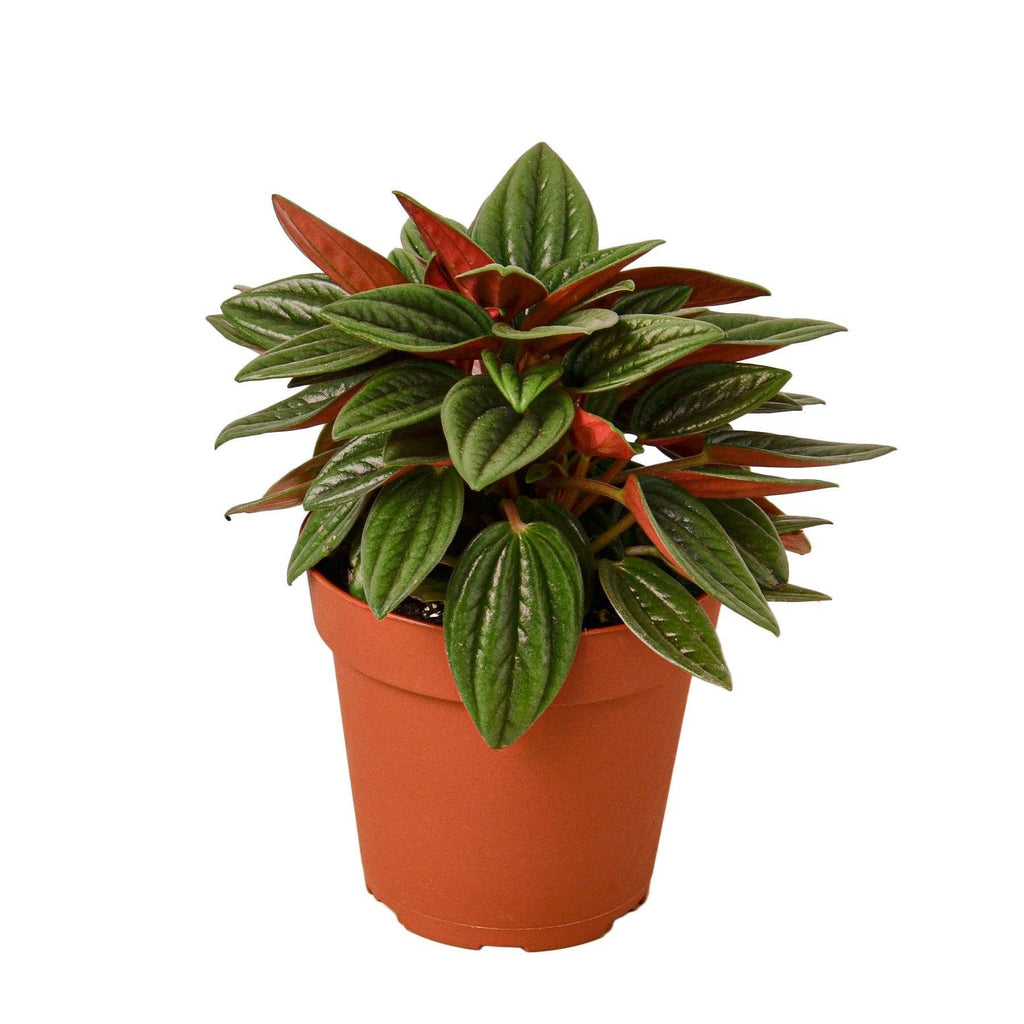 Peperomia Rosso Live Plant - Peperomia caperata 'Rosso'