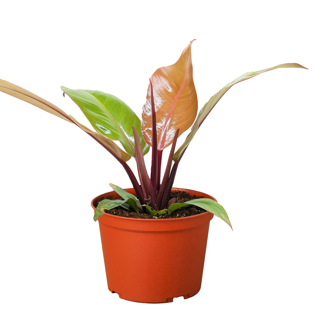 Philodendron 'Prince of Orange'