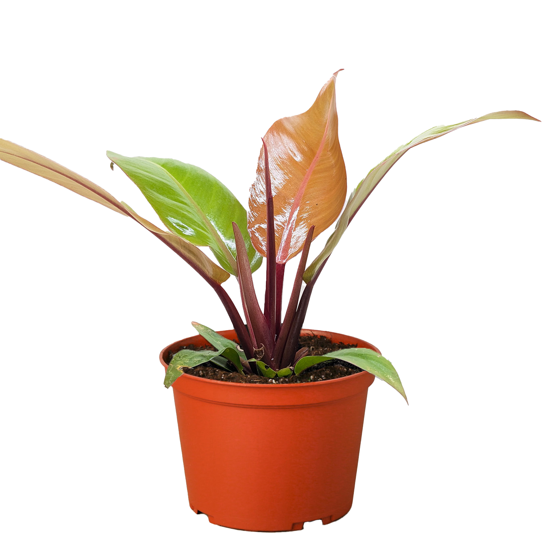 Philodendron 'Prince of Orange'