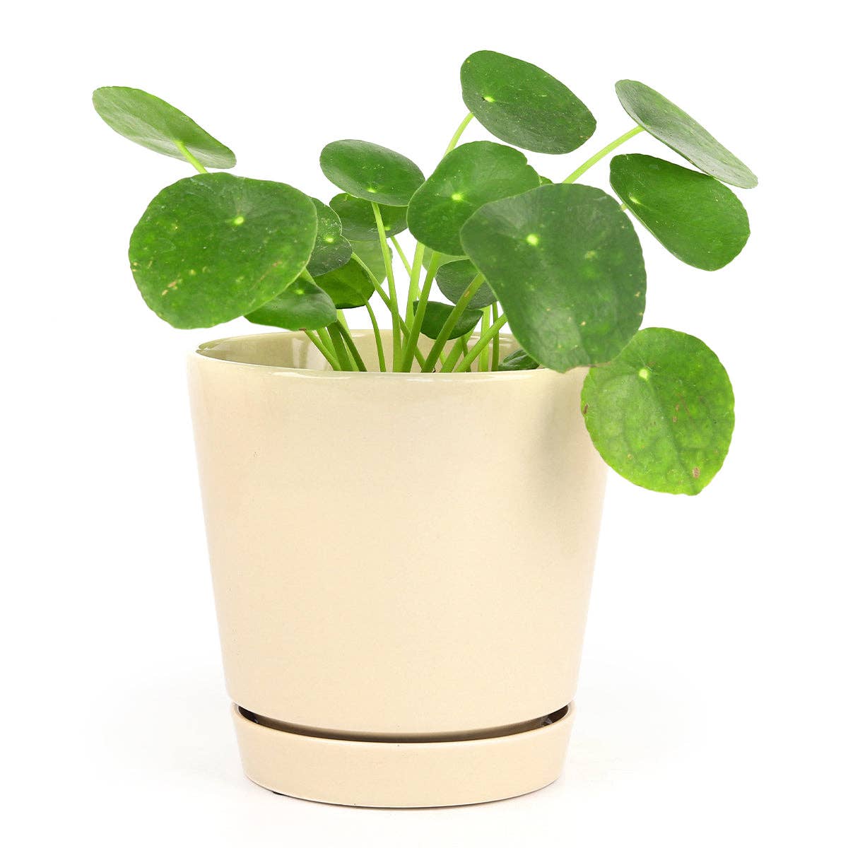 6 inch Oatmeal Pot with Drainage Hole - Pot for Houseplants-Knack