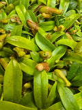 Nepenthes Ventricosa - small starter