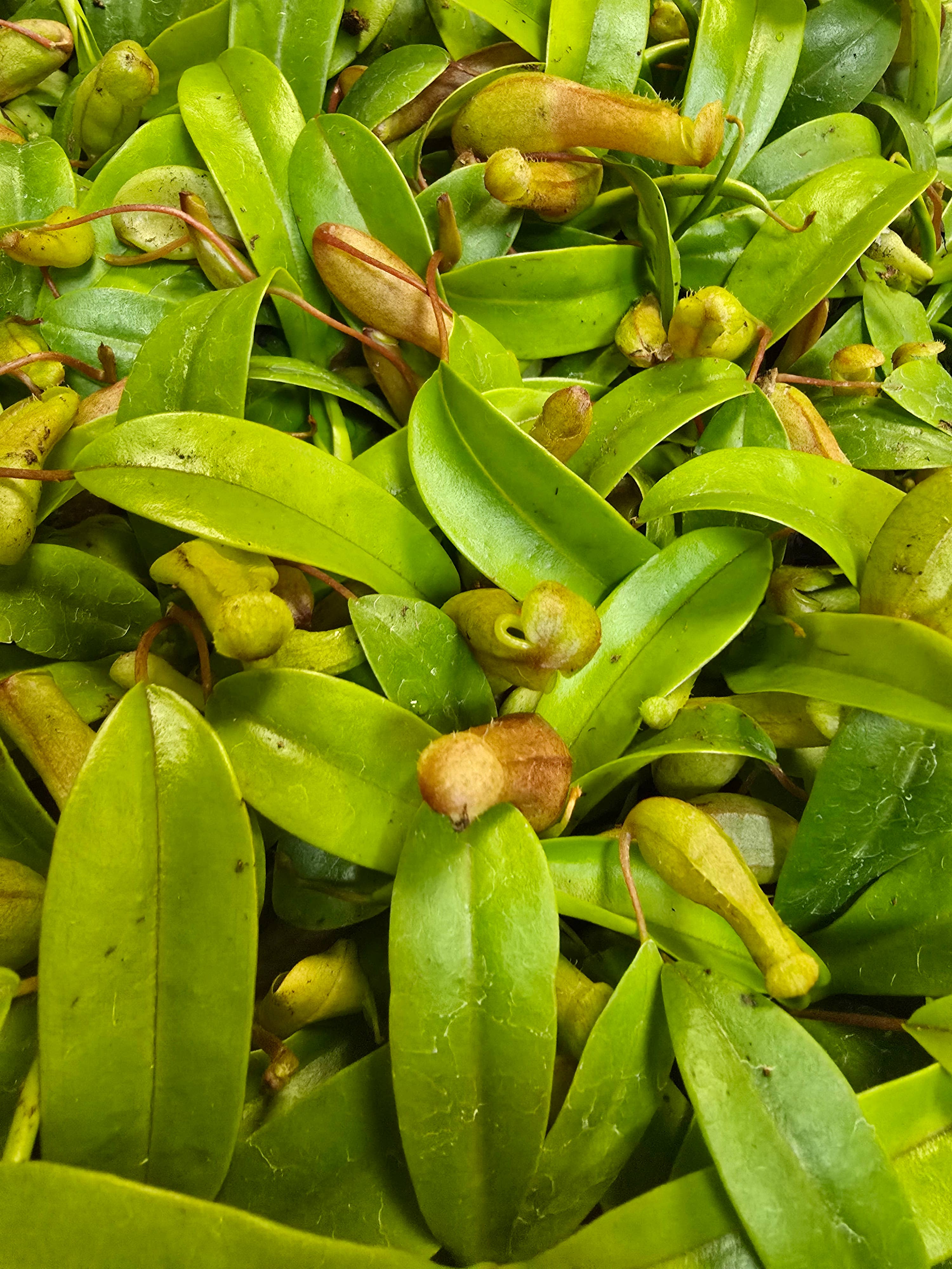 Nepenthes Ventricosa - small starter