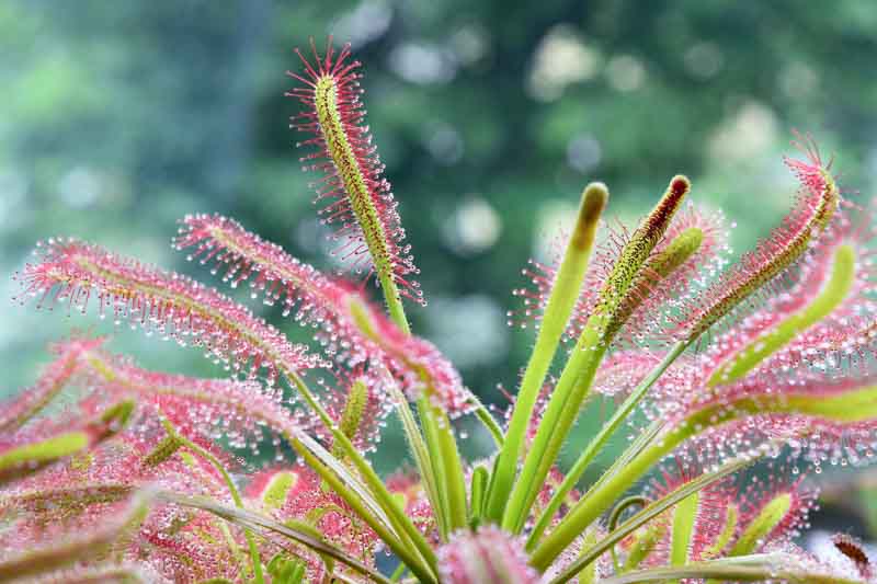 Drosera Capensis (Cape Sundew). 2-3 inch starter plant.
