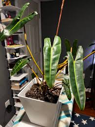 Philodendron Billietiae (Billie)