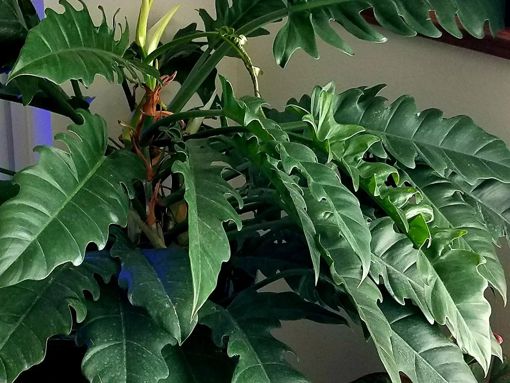 Philodendron Narrow. Starter plant.
