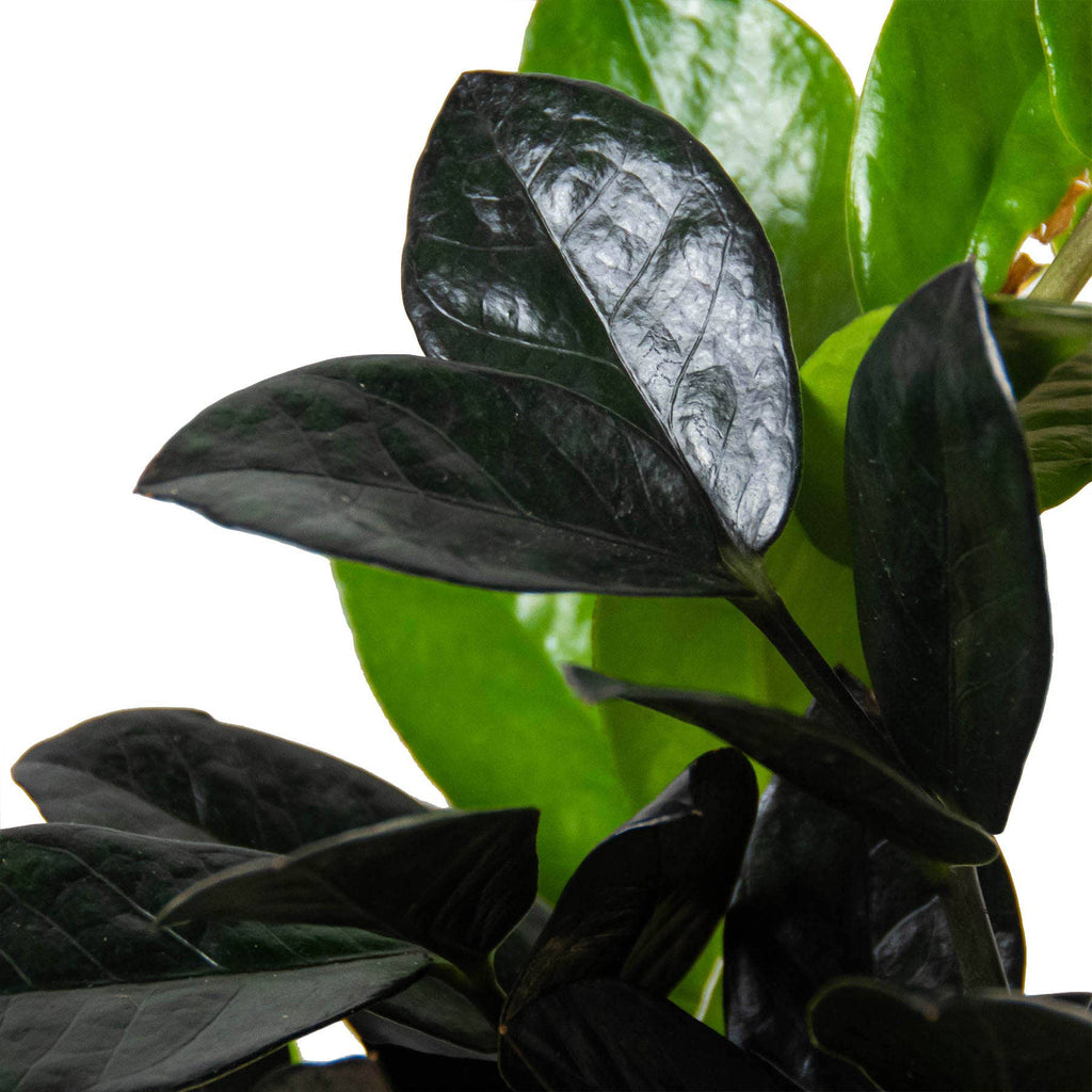ZZ Zamioculcas 'Black Raven' - 6" Pot